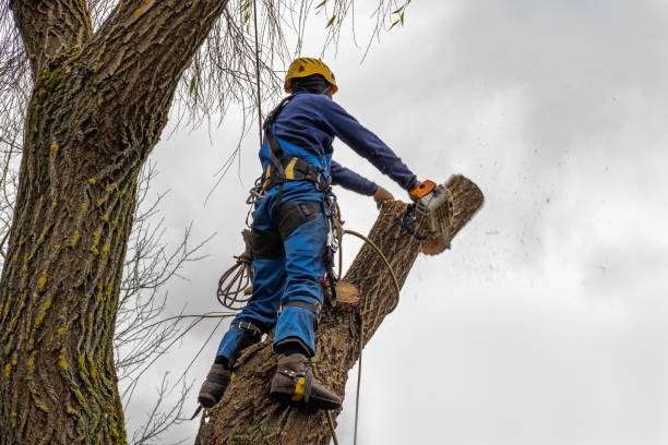 Trusted Moenkopi, AZ Tree Care  Experts